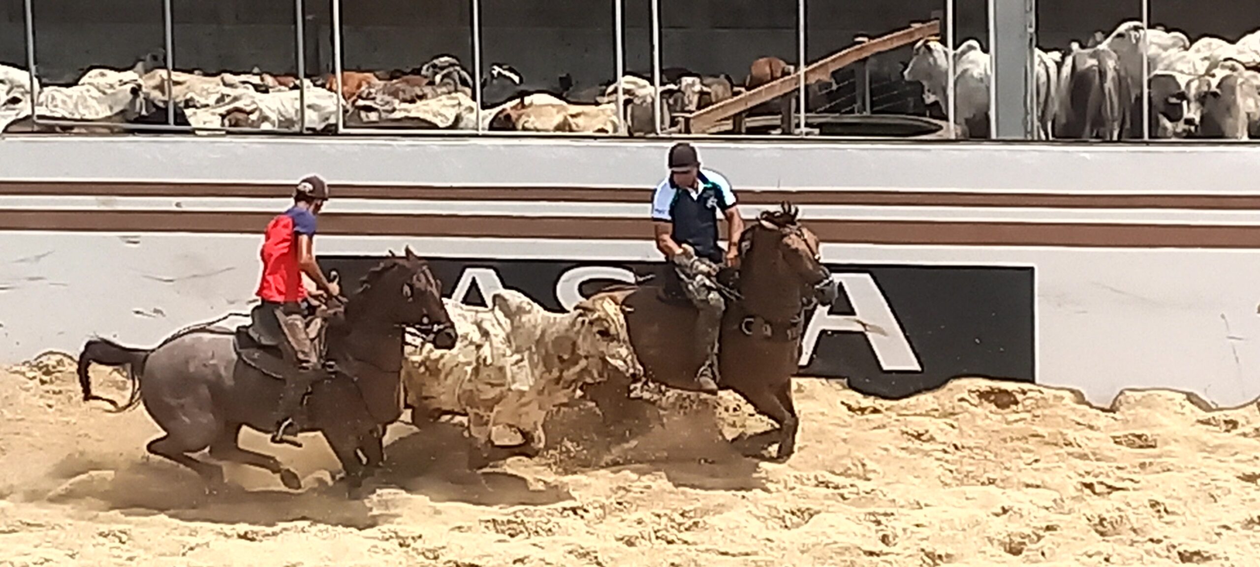 Vaquejada e Pega de Boi