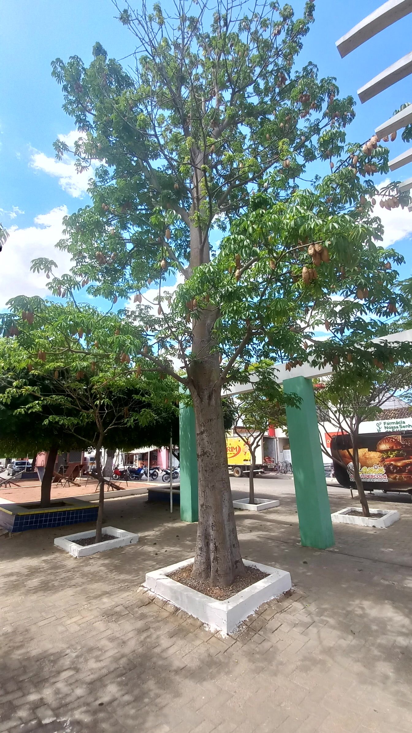 Baobá (plantado na Praça Dudu do Acordeom)