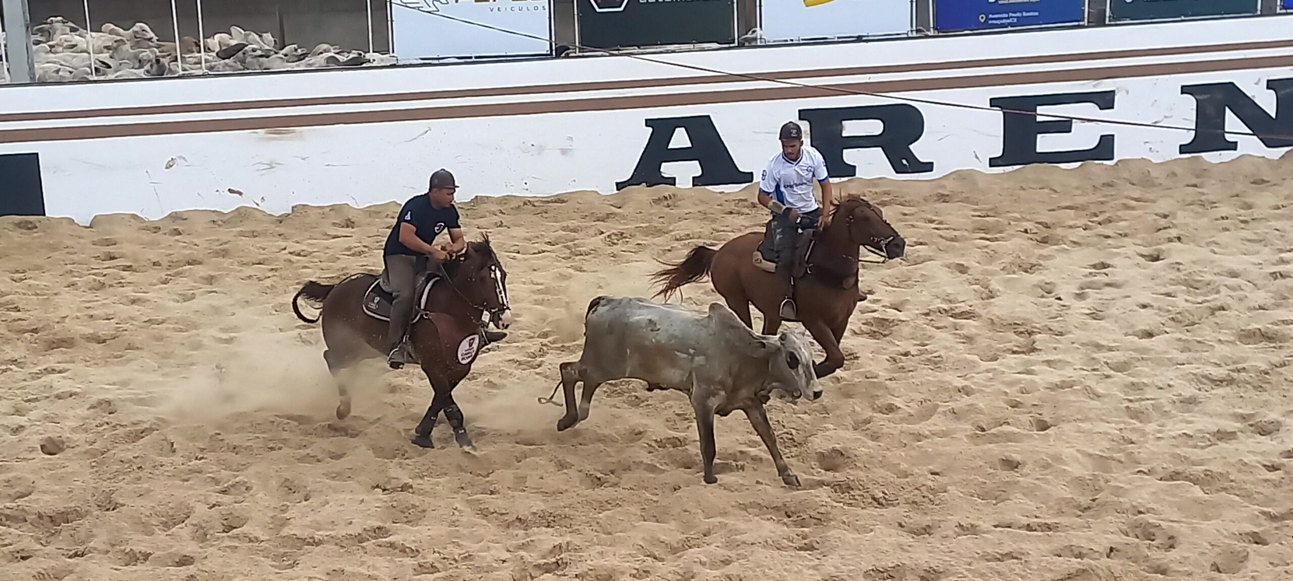 Vaquejada, Pega de Boi, Cavalguada